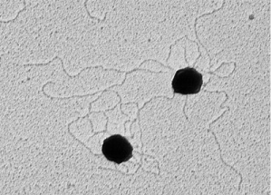 Oligo Functionalized Spherical Gold Nanoparticles